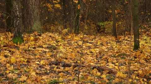 Fallen Autumn Leaves on Forest Floor Video stock 345122844