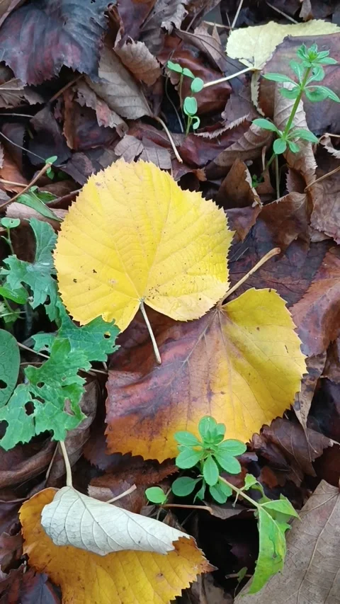 Fallen Autumn Leaves on Forest Ground Stock Footage 340959253