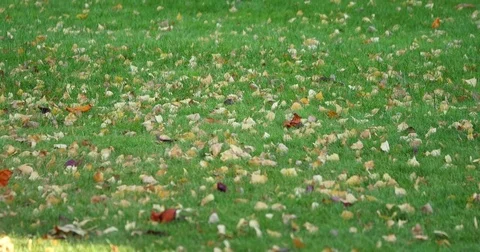 Fallen autumn leaves on grass Stock Footage 84344704