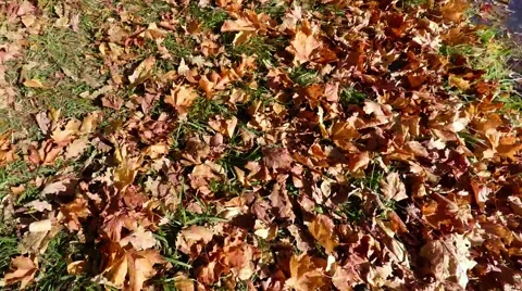 Fallen autumn leaves on the ground. 4K. Stock Footage 59293704