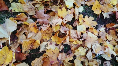 Fallen Autumn Leaves Ground Vertical Tilt Up Stock Footage 319334568