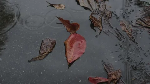 Fallen Autumn Leaves in a Puddle on a Muddy Rural Tar Road During the Rain Stock Footage 345298486