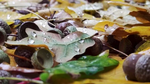 Fallen Autumn Leaves in a Puddle. Raindrops Fall Into a Puddle with Yellow Oak. Stock Footage 220358729