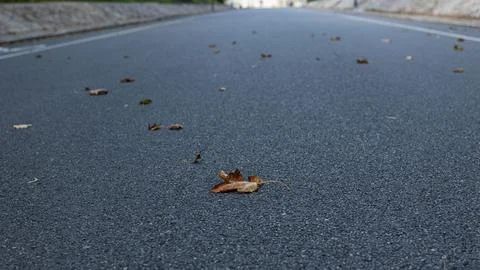 Fallen Autumn Leaves Scattered on Empty Asphalt Road Stock Photos