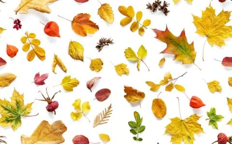 Fallen autumn leaves on a seamless pattern Stock Photos
