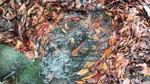 Fallen Autumn Leaves Stream Surface Overhead View Stock Footage 341017958