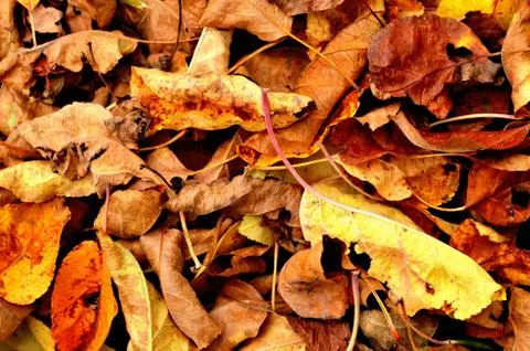 Fallen autumn leaves texture pattern background. Stock Photos