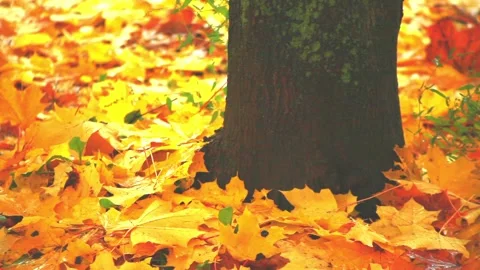 Fallen autumn leaves at the trunk of a tree Video stock 95636604
