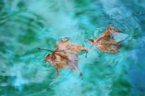 Fallen autumn leaves in water Stock Photos