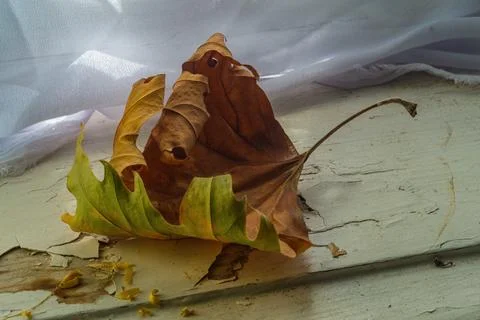 Fallen autumn maple leaf had almost completely dried up on old windowsill wit Stock Photos