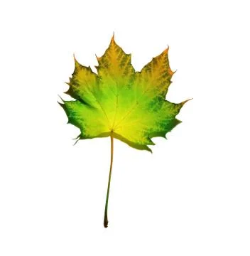 Fallen autumn maple leaf isolated on a white background. Stock Photos
