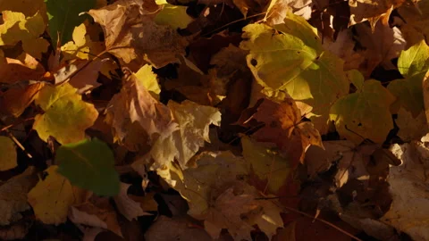 Fallen Autumn Maple Leaves on Forest Floor in Ontario Stock Footage 346008188