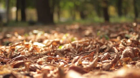 Fallen autumn maple leaves lie on the ground Stock Footage 45793923