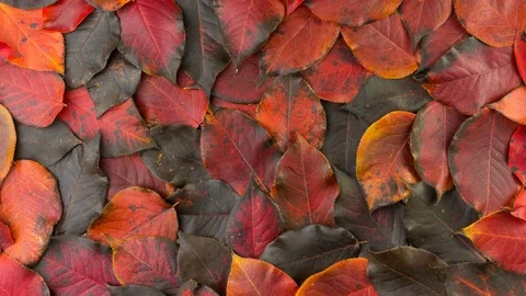 Fallen autumn red-black leaves Stock Footage 80508550