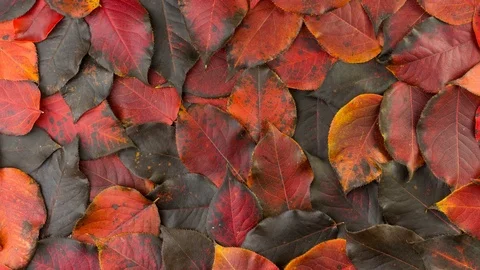 Fallen autumn red-black leaves Stock Footage