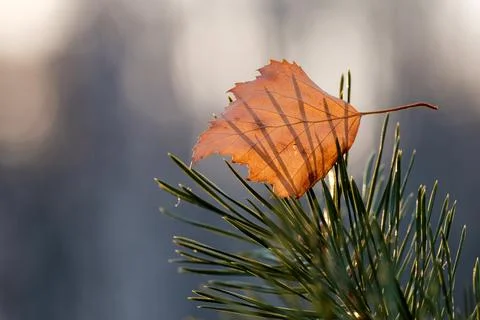 Fallen autumn tree leaf stuck on a pine branch in needles Stock Photos