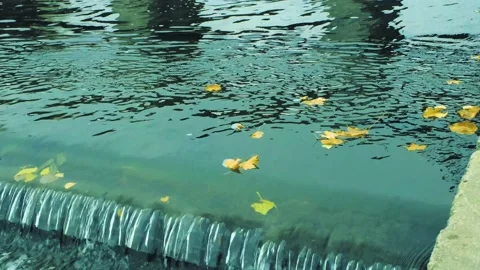 Fallen autumn yellow leaves float on the city river through the dam Stock Footage 164374952
