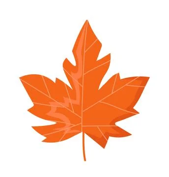 Fallen autumnal leaf. Orange maple leaves and foliage. Autumn and fall season Stock Illustration