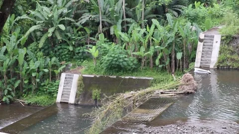 Fallen bamboo stuck in the middle of the river. Stock Footage 223286399