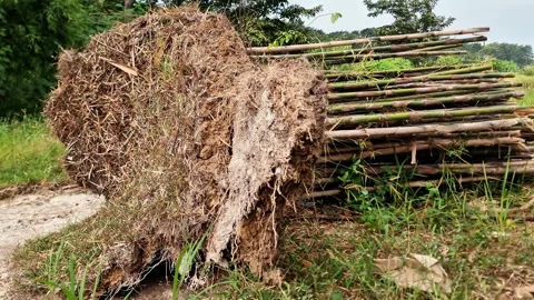 Fallen Bamboo Tree with Exposed Roots in Rural Landscape Stock-Footage 332601523