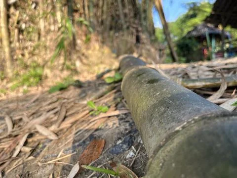 Fallen bamboo tree on the ground Stock Photos