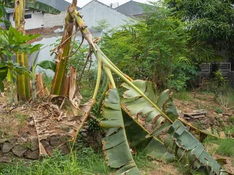 Fallen banana tree Stock Photos