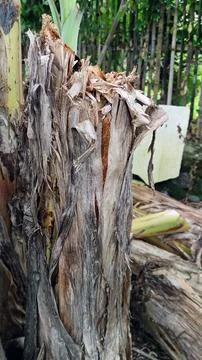 Fallen banana tree trunk Stock Photos