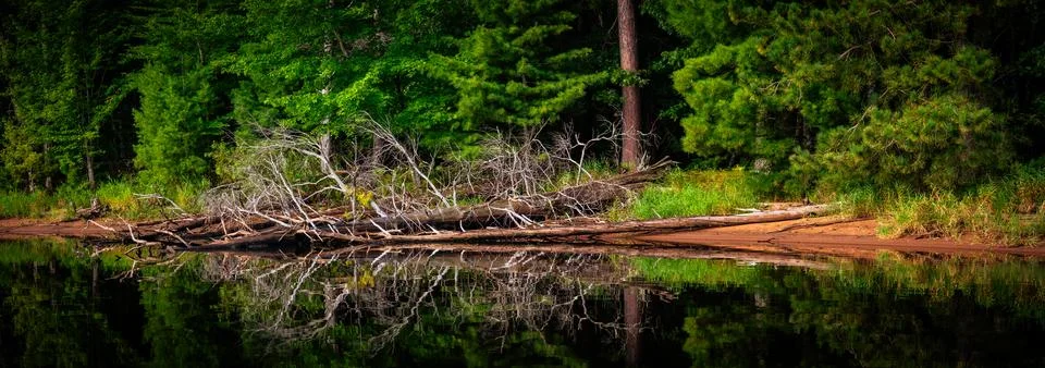 Fallen bare tree with reflection in the water Stock Photos