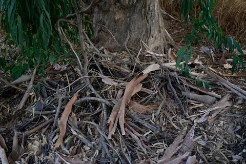 Fallen bark of eucalyptus resin tree lies on branches and leaves Stock Photos