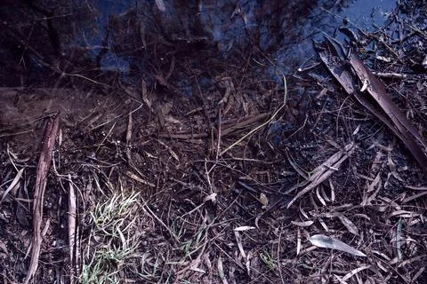 Fallen bark of eucalyptus resin tree lies on branches and leaves Stock Photos