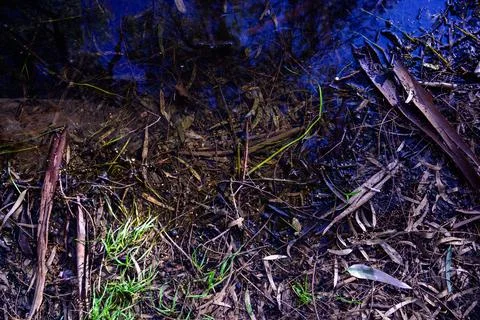 Fallen bark of eucalyptus resin tree lies on branches and leaves Foto stock