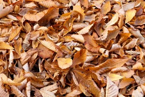 Fallen Beech Leaves in Fall Stock Photos