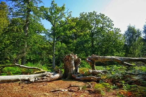 Fallen Beech Tree Stock Photos