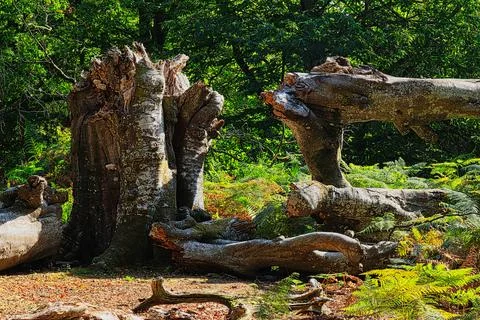 Fallen beech tree in summertime Stock Photos