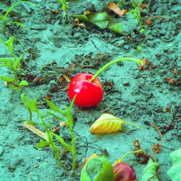 Fallen berry cherry Stock Photos