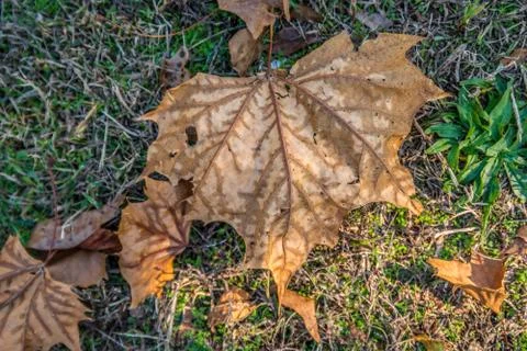 Fallen big brown leaf on the ground Stock Photos