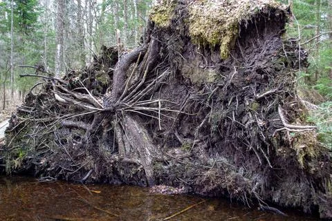 Fallen big pine tree in forest after hurricane. Stock Photos