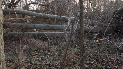 Fallen big tree after the storm Video stock 123978739