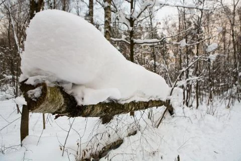Fallen birch is covered with a thick layer of snow. Stock Photos