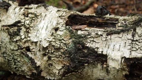Fallen birch in the forest 库存影片 79801899