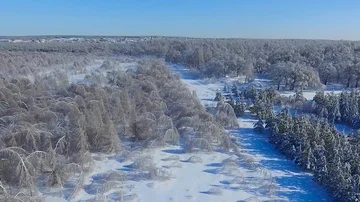 Fallen birch forest in the ice Stock Footage 85832714