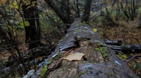 Fallen birch leaf on a fallen tree in the forest Foto stock