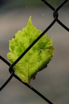 A fallen birch leaf hangs on a metal fence. The industrial facility is fenced Stockfoto's