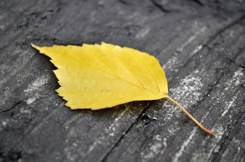 Fallen birch leaf Stock Photos