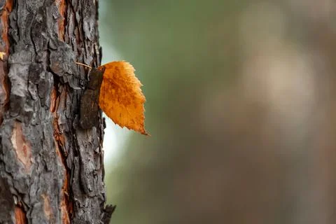 A fallen birch leaf is stuck on a pine trunk Stock Photos
