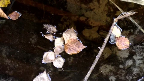 Fallen birch leaves in an old abandoned well. Forest key. Autumn forest. Stock Footage 140801596