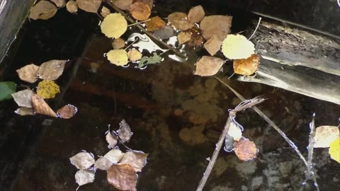 Fallen birch leaves in an old abandoned well. Forest key. Stock Footage 201055936