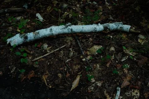 Fallen birch log on forest floor with scattered leaves and small green plants 写真素材