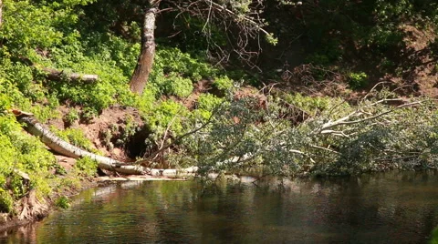 Fallen birch in the river Stock Footage 51298360