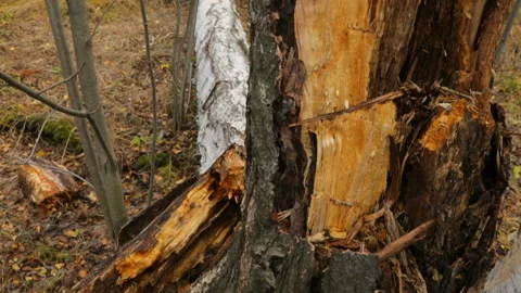 Fallen birch tree in autumn forest Stock Footage 102849178